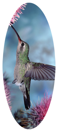 Humming Bird 2